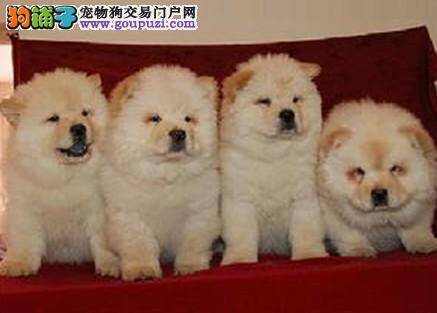 季节变换 松狮犬出现疾病的原因是什么