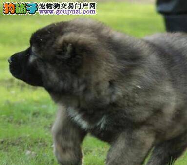 饲养小提醒  照顾高加索犬期间要了解什么