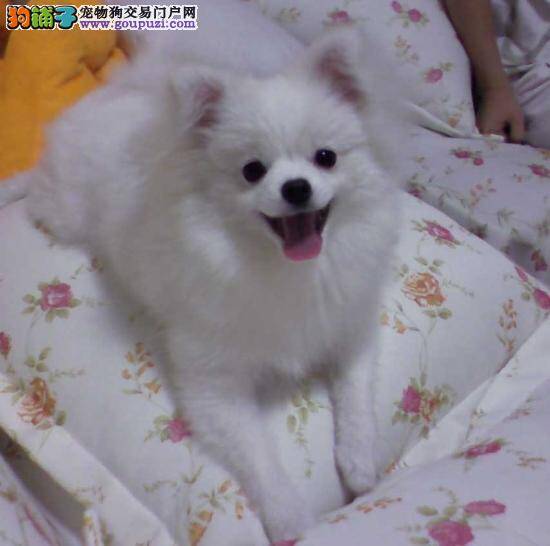 忙碌的上班族怎样能养好银狐犬