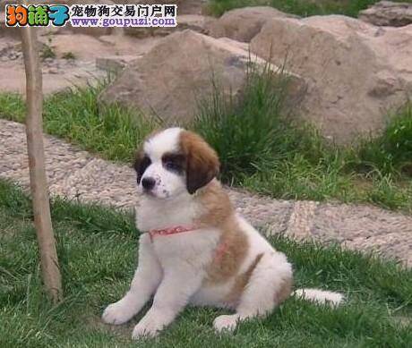 夏天该怎么护理圣伯纳犬呢