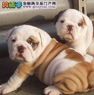 老年斗牛犬的养护经验分享