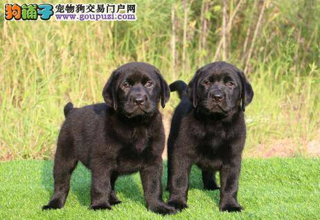 解析拉布拉多犬拉肚子的原因