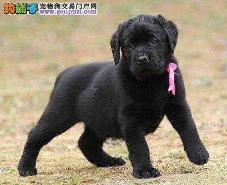 怎样让拉布拉多犬掌握固定的地方大小便