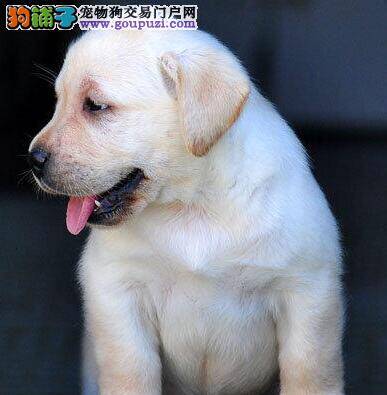 拉布拉多犬初次到家怎么养最合理