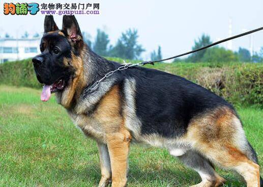 饲养德国牧羊犬须注意选择合适的食物