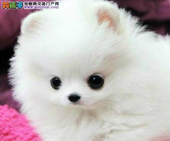 关于博美犬是否可以吃鸡蛋的解答