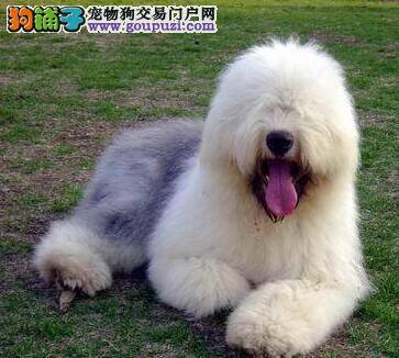 古代牧羊犬咳嗽发烧是犬瘟吗