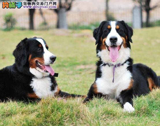 伯恩山犬吃多了导致涨肚 该怎么帮助它消化