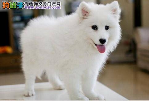 狗狗皮屑很讨厌 如何轻松去除银狐犬的皮屑