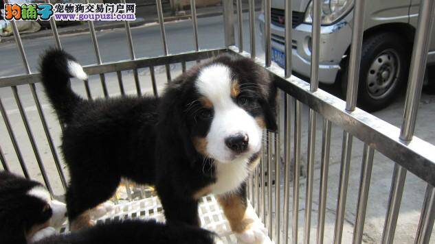 拯救伯恩山犬的缺钙，一起行动起来吧