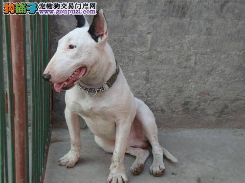 生命威胁 四招让牛头梗远离腹泻