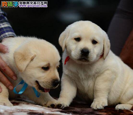 拉布拉多犬用什么牌子的沐浴露洗澡好