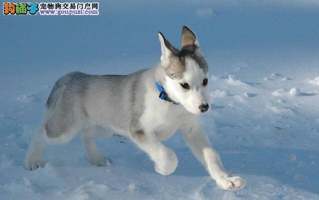 阿拉斯加雪橇犬可以使用的外用药品都有哪些