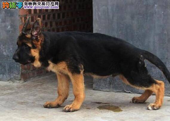 给德国牧羊犬染色技巧 成就五彩德牧