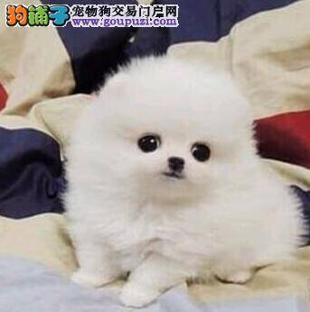 怎样护理产后的博美犬和新生的仔犬