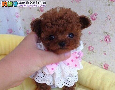 疫苗播种齐全的泰迪犬为什么也拉肚子