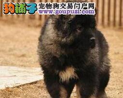 高加索犬幼犬的日常护理工作必知