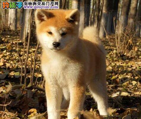 绝育后的秋田犬的饮食养护要点