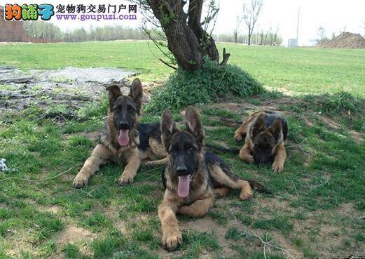 不走寻常路 为何德国牧羊犬有时不走直路