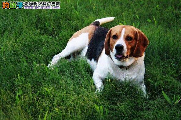 科学公开课之比格犬换毛的表现及护理方法