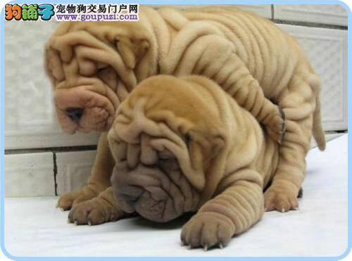 沙皮狗有眼屎是不是上火啦