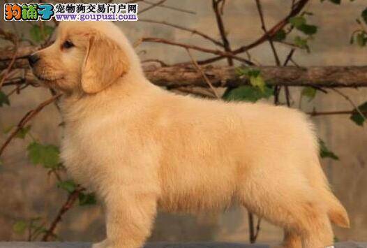 为什么我家金毛犬就是不在厕所里大小便呢