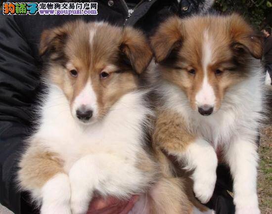 喜乐蒂犬日常饮食的方法指导