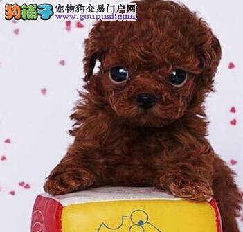 泰迪犬就是没有精神食欲正常请问这是怎么了