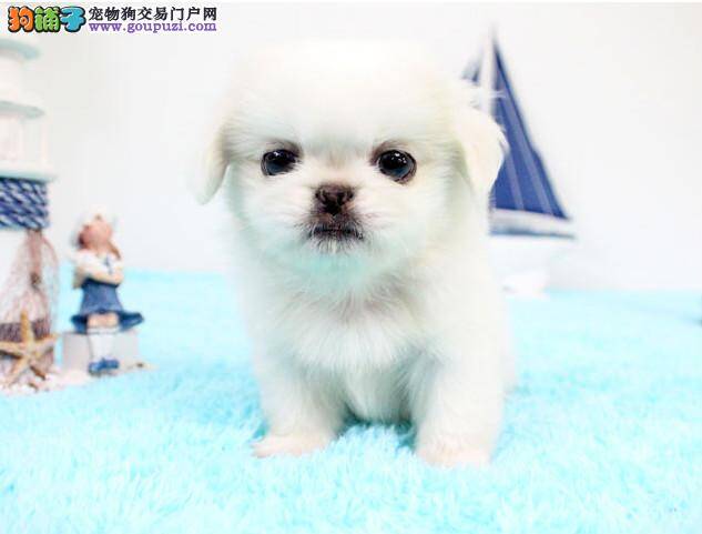 喂养四年的京巴犬突然瘫痪了 如何救治