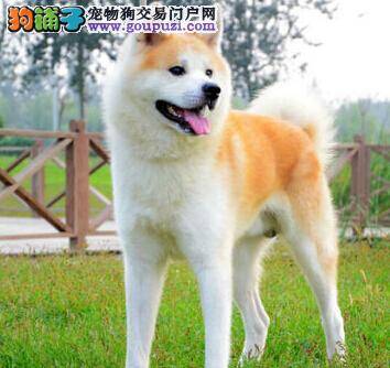 怎样轻松训练秋田犬分辨气味