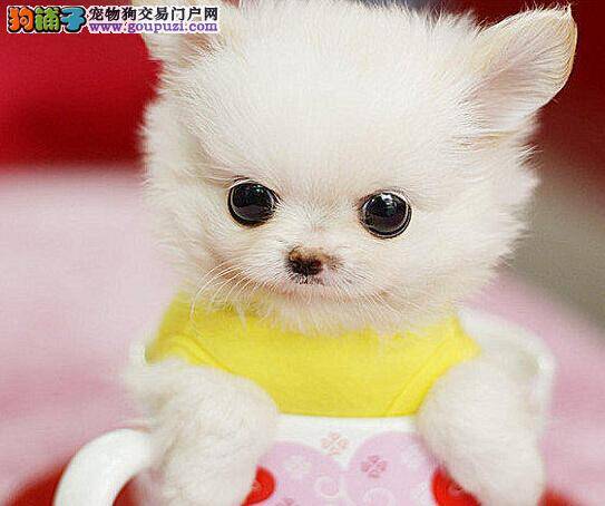 博美犬干呕吐白色粘液是什么病