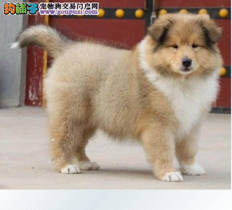 苏格兰牧羊犬健康安全“防火墙”——疫苗