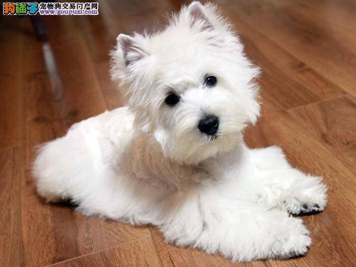 妊娠期的西高地犬该补些什么