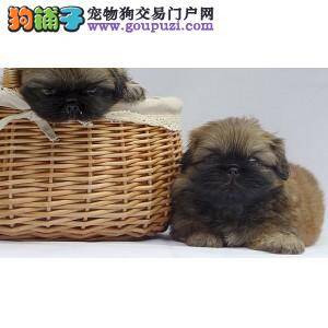 什么样的京巴狗不能洗澡