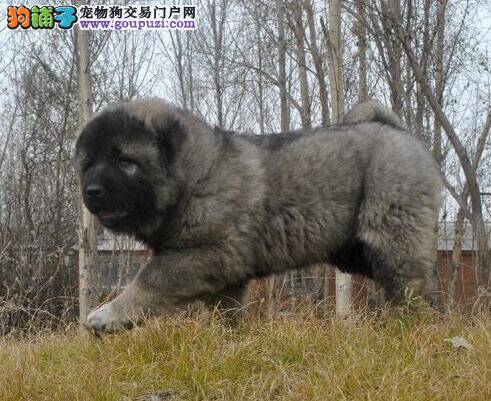 轻松饲养 养好高加索犬不可缺少的五大要素