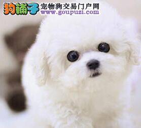 每天一溜 与比熊犬一起做运动好处多多