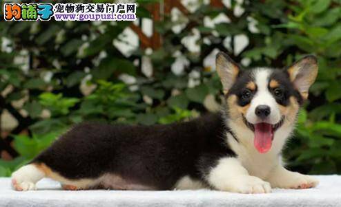 柯基犬快两个月了应如何喂养呢