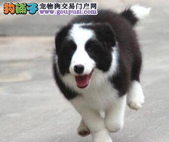 清洁小常识 怎么给边境牧羊犬洗澡