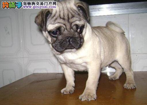 不是每一种食物都适合巴哥犬吃的