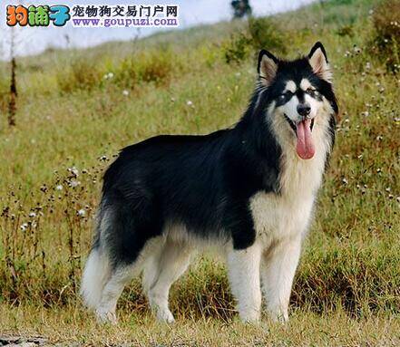 如何能够避免阿拉斯加犬患上乳腺炎