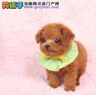 泰迪犬生产后奶水少怎么办 有好方法吗