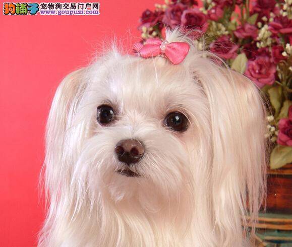 健康实修指南 马尔济斯犬患上湿疹的原因及医治方法