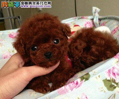 泰迪犬吃的过多怎么办最好