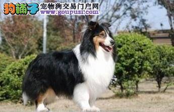 如何正确的给喜乐蒂犬安葬