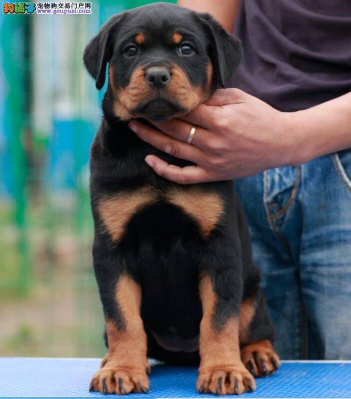 罗威纳犬在打疫苗的时候能不能驱虫