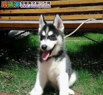 身体健康异常的哈士奇有什么表现