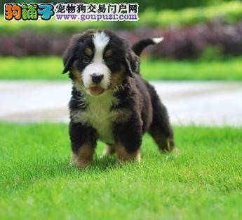 伯恩山犬缺钙为什么不能靠吃骨头进行补钙