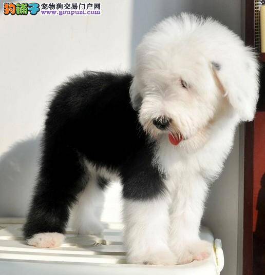 喂养古代牧羊犬营养不可缺