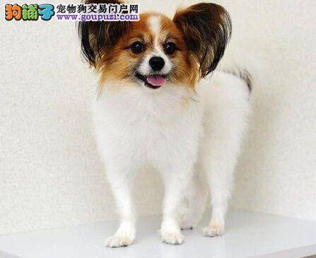 合理搭配 蝴蝶犬如何科学喂养更健康