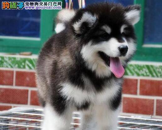主人在家亲自给阿拉斯加雪橇犬做健康检查的简单四项